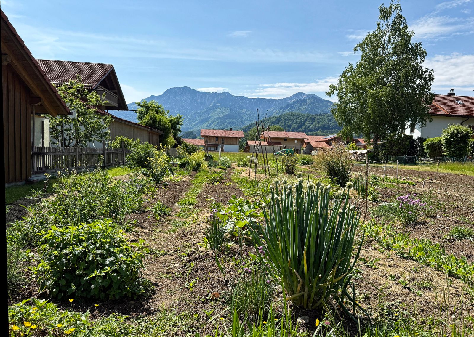 Bild eines Sonnenackers