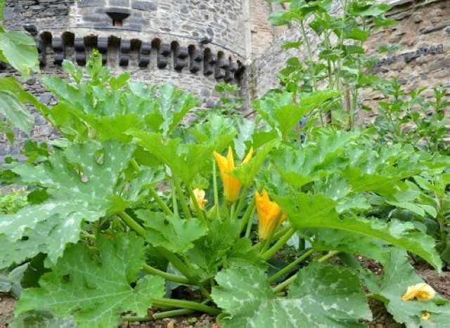 Gemüsebeet mit Zucchini-Pflanzen vor historischer Stadtmauer in Andernach