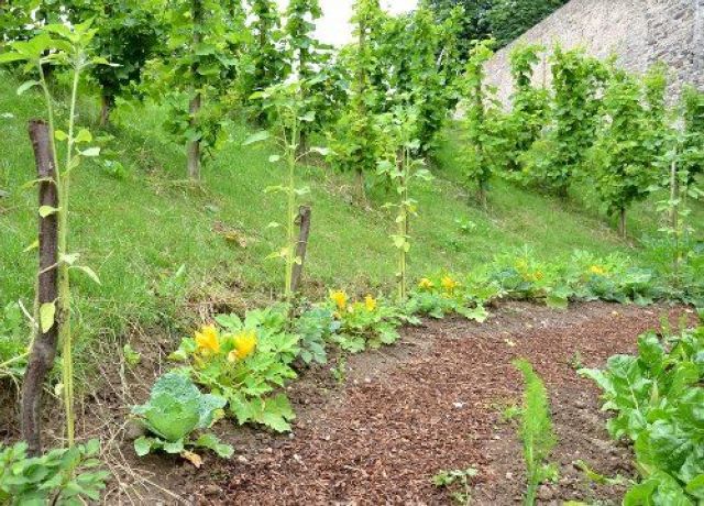 Anbauflächen mit Gemüse und jungen Pflanzen im Stadtgebiet von Andernach