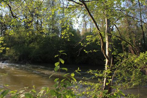 Bild von den Amperauen bei Olching